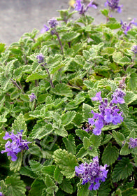 Nepeta racemosa 'Little Titch'