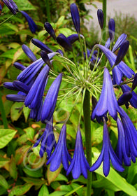 Agapanthus 'Storm Cloud'