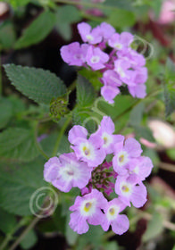 Lantana montevidensis