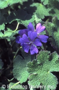 Geranium renardii 'Phillipe Vapelle'