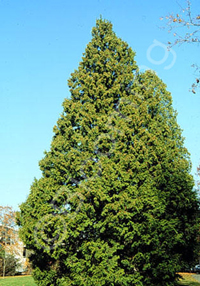 Thuja plicata