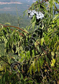 Sambucus nigra ssp. caerulea