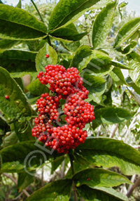 Sambucus racemosa