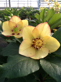 Helleborus x h Winter Jewels Golden Sunrise