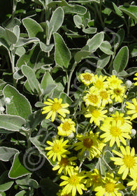 Senecio greyi