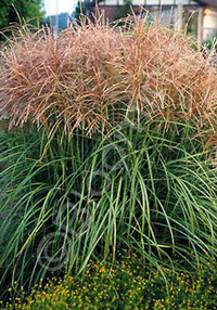 Miscanthus 'Huron Sunrise'