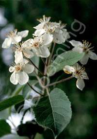 Malus fusca