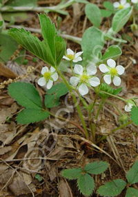 Fragaria virginiana