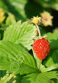 Fragaria vesca 