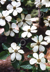 Cornus nuttallii