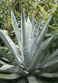 Agave americana var. protoamericana 'Silver Surfer' Agave americana var. protoamericana 'Silver Surfer'