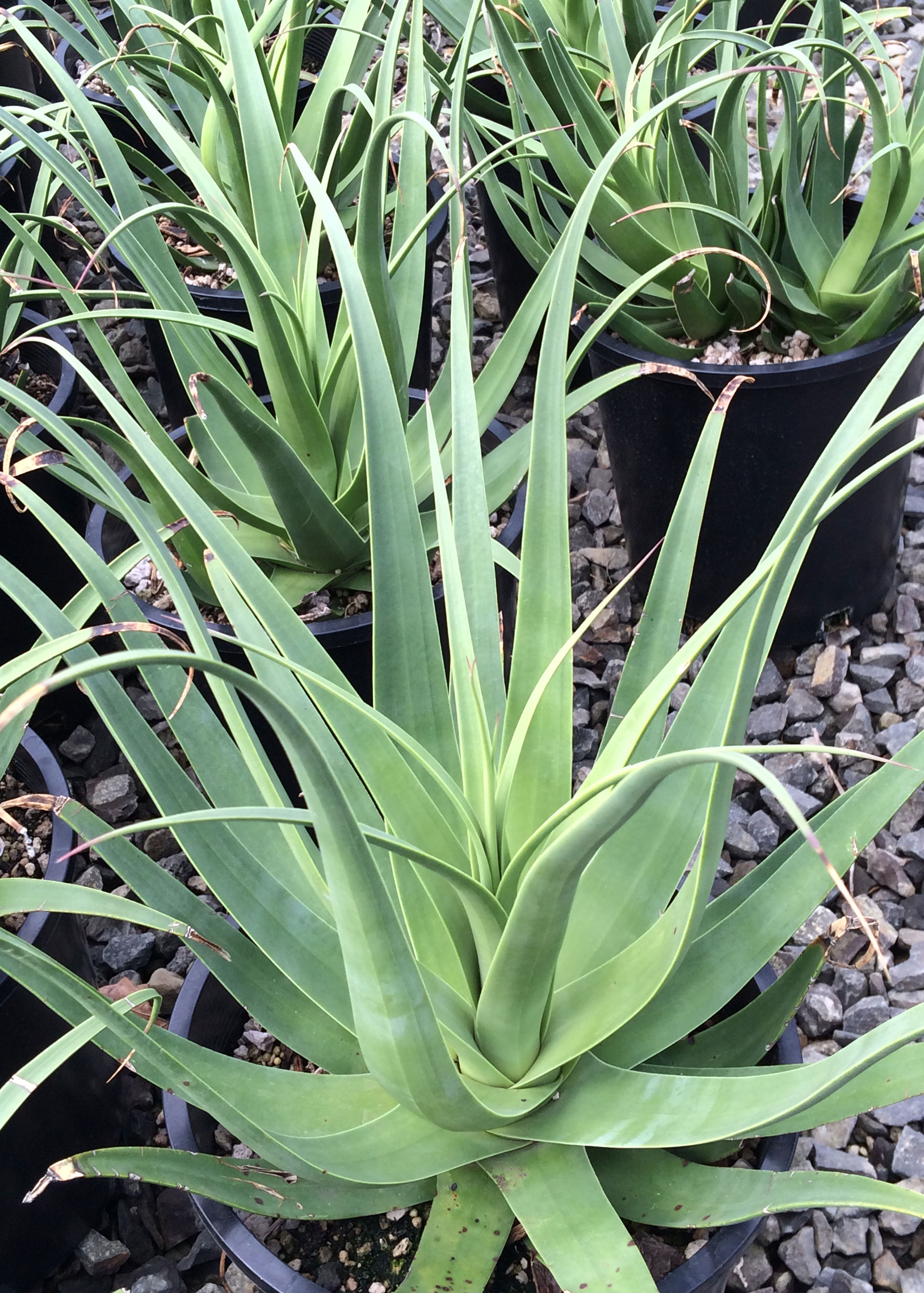 Agave bracteosa 'Calamar'