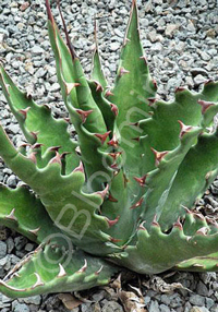 Agave gentryi 'Jaws'