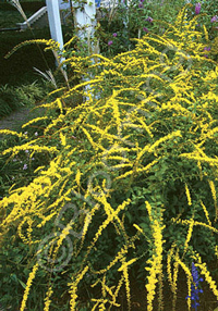 Solidago rugosa 'Fireworks'