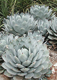 Agave parryi ssp. truncata 