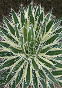 Agave schidigera 'Shira ito no Ohi'