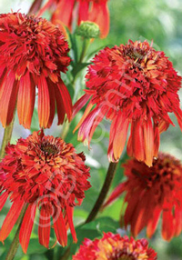 Echinacea  'Hot Papaya'