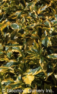 Duranta erecta 'Golden Edge'                      