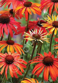 Echinacea 'Hot Summer'