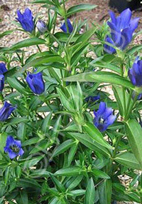 Gentiana 'True Blue'