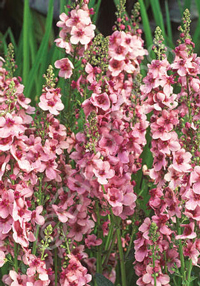 Verbascum 'Pandora'