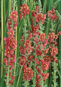 Verbascum Eleanor's Blush ('Verpole')