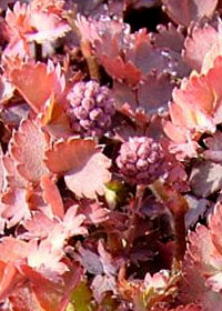 Acaena inermis 'Purpurea'