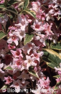 Weigela florida 'Variegata'                       