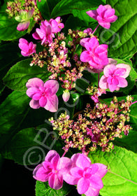 Hydrangea macrophylla var. serrata 'Purple Tiers' ('Miyama yae murasaki')