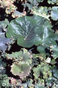 Ligularia tussilaginea 'Cristata'                 