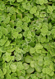 Sedum makinoi 'Limelight'