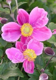 Anemone x hybrida 'Praecox'