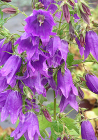 Campanula 'Kent Belle'