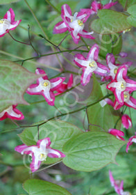 Epimedium x rubrum