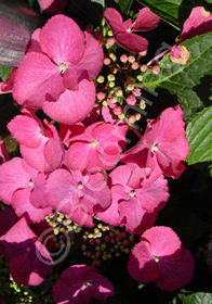 Hydrangea macrophylla 'Fasan' ('Teller Red')