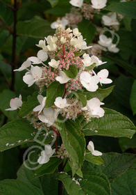 Hydrangea paniculata 'Tardiva'