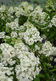 Hydrangea paniculata 'Unique'