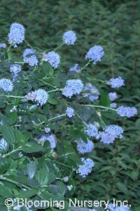 Ceanothus griseus 'Louis Edmunds'                 