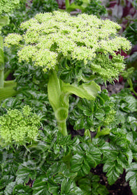 Angelica pachycarpa