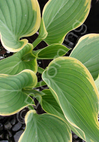 Hosta 'Sagae'