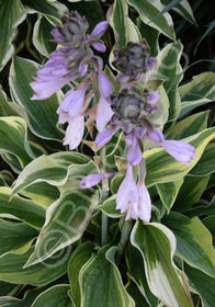 Hosta 'Brim Cup'