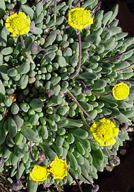 Othonna capensis 'Little Pickles'