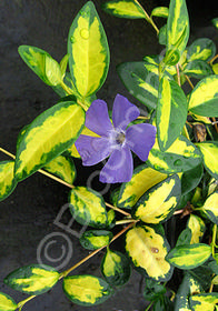 Vinca minor 'Illumination'