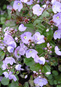 Veronica 'Waterperry Blue'