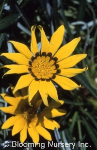 Gazania linearis 'Colorado Gold'                  