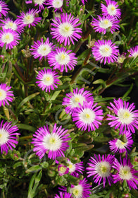 Delosperma floribundum 'Starburst'