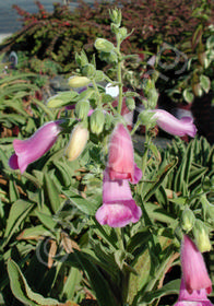 Digitalis thapsi 'Spanish Peaks'