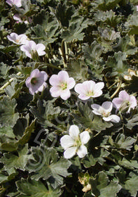 Geranium soboliferum 'Stanhoe'