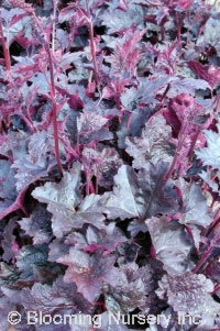 Heuchera 'Chocolate Veil'                         