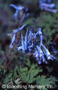 Corydalis flexuosa 'Pere David'